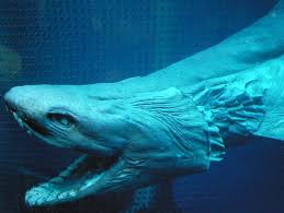 Image of a Frill Shark